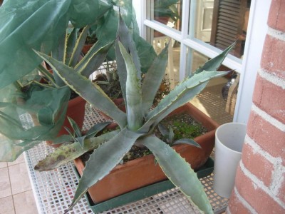 Agave.JPG (106.15 KiB) Osservato 642 volte Agave.JPG