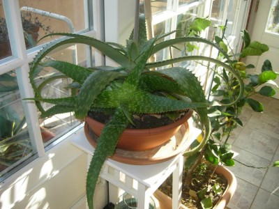 Aloe.JPG (108.78 KiB) Osservato 642 volte Aloe.JPG