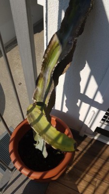 Cactus_00001.JPG (74.71 KiB) Osservato 518 volte Cactus_00001.JPG