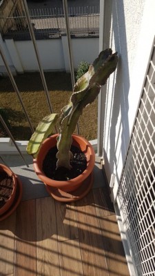 Cactus_00002.JPG (94.82 KiB) Osservato 518 volte Cactus_00002.JPG