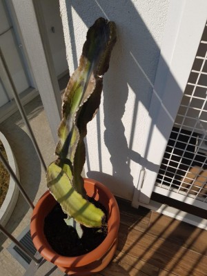 Cactus_00003.JPG (101.09 KiB) Osservato 518 volte Cactus_00003.JPG