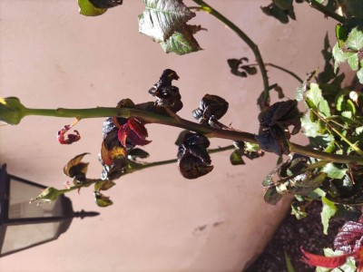 IMG_20220419_135335.jpg (83.9 KiB) Osservato 905 volte IMG_20220419_135335.jpg