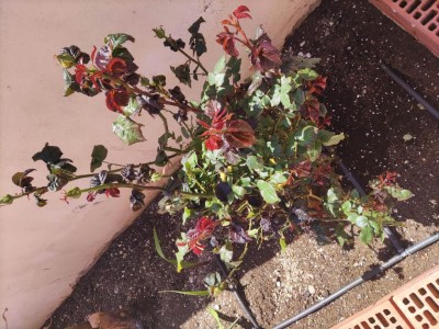 IMG_20220419_135328.jpg (165.32 KiB) Osservato 905 volte IMG_20220419_135328.jpg