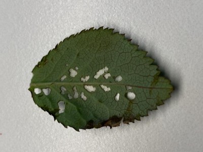 71C4ECBF-0C68-4A9A-836A-8F0A3687AE14.jpeg (75.18 KiB) Osservato 1075 volte 71C4ECBF-0C68-4A9A-836A-8F0A3687AE14.jpeg