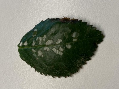 3BF978CC-224E-4F3D-9418-F424CB9F4C51.jpeg (76.24 KiB) Osservato 1120 volte 3BF978CC-224E-4F3D-9418-F424CB9F4C51.jpeg