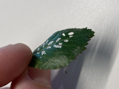 9A689DC3-9BAF-410E-B155-4F1724473AC2.jpeg (49.88 KiB) Osservato 1075 volte 9A689DC3-9BAF-410E-B155-4F1724473AC2.jpeg