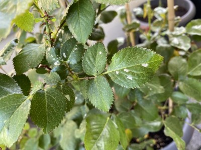 6462121F-4E2C-475F-BE05-6DE73BB8F6C0.jpeg (103.5 KiB) Osservato 1075 volte 6462121F-4E2C-475F-BE05-6DE73BB8F6C0.jpeg