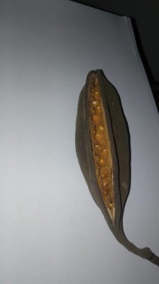 PHOTO_20220510_165808.jpg (31.17 KiB) Osservato 1037 volte PHOTO_20220510_165808.jpg