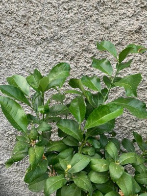 WhatsApp Image 2022-06-14 at 21.15.48.jpeg (197.89 KiB) Osservato 1033 volte WhatsApp Image 2022-06-14 at 21.15.48.jpeg