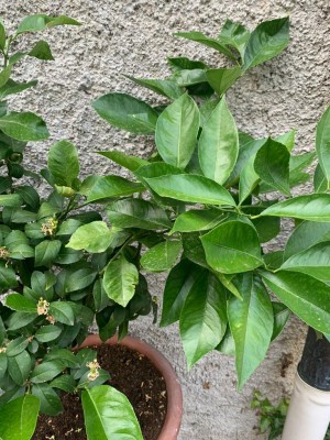 WhatsApp Image 2022-06-14 at 21.15.49 (1).jpeg (173.9 KiB) Osservato 1132 volte WhatsApp Image 2022-06-14 at 21.15.49 (1).jpeg