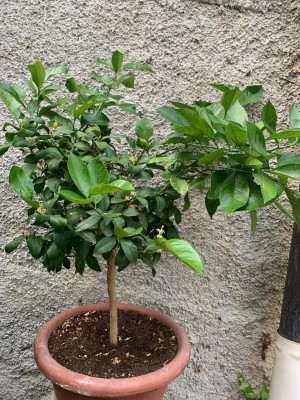 WhatsApp Image 2022-06-14 at 21.15.50.jpeg (229.25 KiB) Osservato 1033 volte WhatsApp Image 2022-06-14 at 21.15.50.jpeg