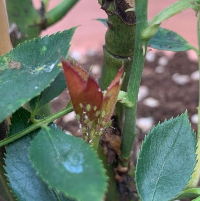 WhatsApp Image 2022-06-14 at 21.15.50 (1).jpeg (102.12 KiB) Osservato 1033 volte WhatsApp Image 2022-06-14 at 21.15.50 (1).jpeg