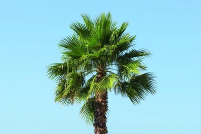 Palma.jpg (73.72 KiB) Osservato 1050 volte Palma.jpg