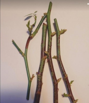 macchie.jpg (48.4 KiB) Osservato 611 volte macchie.jpg