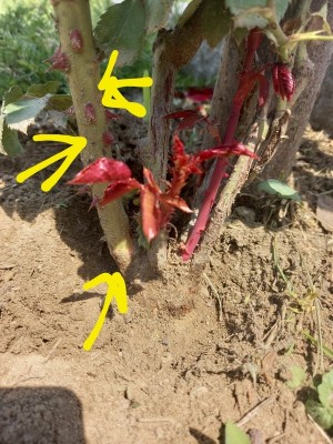 20230601_133345.jpg (228.88 KiB) Osservato 783 volte 20230601_133345.jpg