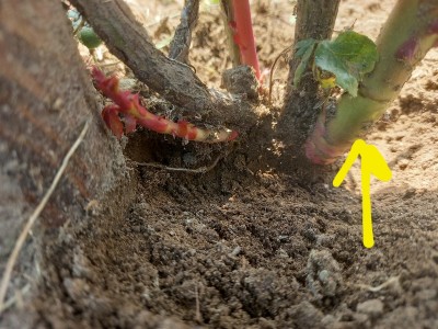 20230601_133404.jpg (203.65 KiB) Osservato 693 volte 20230601_133404.jpg