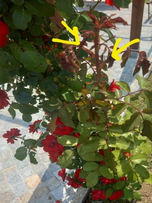 20230601_133413.jpg (195.79 KiB) Osservato 783 volte 20230601_133413.jpg