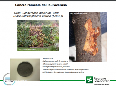 Lauroceraso cancro rameale.png (369.25 KiB) Osservato 1308 volte Lauroceraso cancro rameale.png