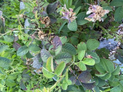 IMG_2115.JPG (160.21 KiB) Osservato 776 volte IMG_2115.JPG