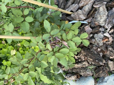 IMG_2117.JPG (160.62 KiB) Osservato 837 volte IMG_2117.JPG