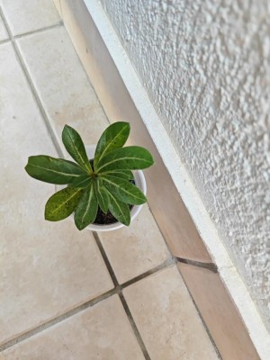 16925240155987636673772104465572.jpg (80.62 KiB) Osservato 1234 volte 16925240155987636673772104465572.jpg