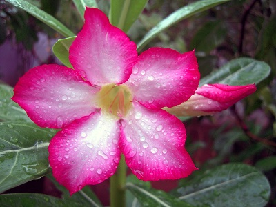 rosa.jpg rosa.jpg