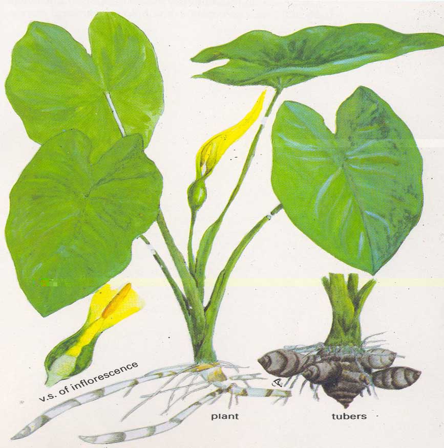Colocasia esculenta.jpg Colocasia esculenta.jpg
