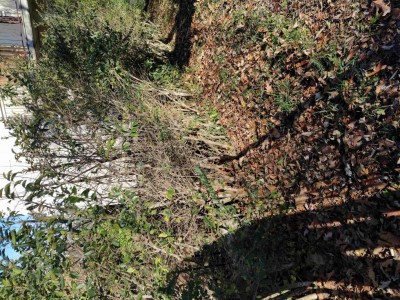 2023 12 Ligustro.jpg (267.12 KiB) Osservato 1218 volte 2023 12 Ligustro.jpg