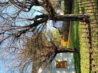 2023 12 Acacie.jpg (281.36 KiB) Osservato 1089 volte 2023 12 Acacie.jpg