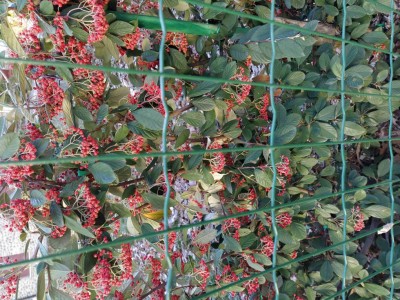 2023 12 Siepe del vicino.jpg (200.17 KiB) Osservato 1218 volte 2023 12 Siepe del vicino.jpg