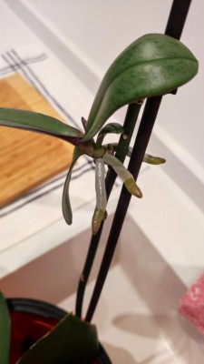 talea.jpeg (40.59 KiB) Osservato 1072 volte talea.jpeg