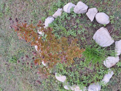 20240411_191915.jpg (258.87 KiB) Osservato 1363 volte 20240411_191915.jpg