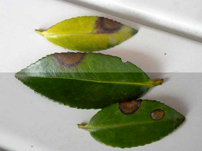 foglie-camelia-04_2011.jpg (21.95 KiB) Osservato 798 volte foglie-camelia-04_2011.jpg