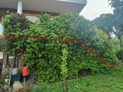 Linea di taglio gelsomino / taglio-gelsomino.jpg taglio-gelsomino.jpg
