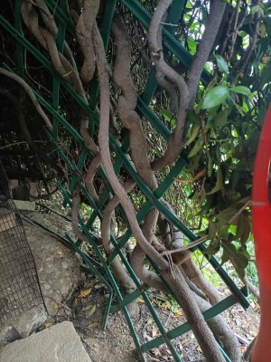 tronco gelsomino / gelsomino-tronco-1.jpg gelsomino-tronco-1.jpg