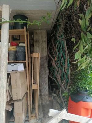 Tronco gelsomino 2 / gelsomino-tronco-2.jpg gelsomino-tronco-2.jpg