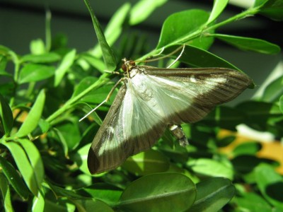 Piralide bosso.JPG (85.86 KiB) Osservato 1762 volte Piralide bosso.JPG