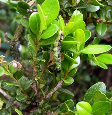 Piralide bosso - spinosad.JPG (133.08 KiB) Osservato 1974 volte Piralide bosso - spinosad.JPG