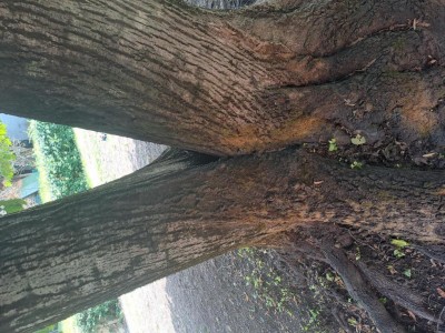 20240806_115401.jpg (173.5 KiB) Osservato 2209 volte 20240806_115401.jpg