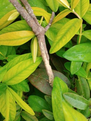 2..jpg (98.5 KiB) Osservato 608 volte 2..jpg