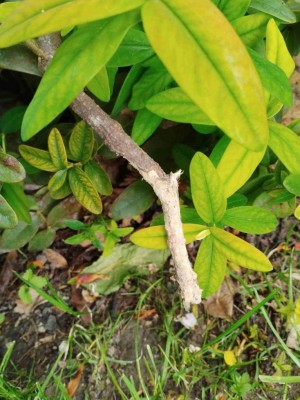 1..jpg (114.62 KiB) Osservato 608 volte 1..jpg