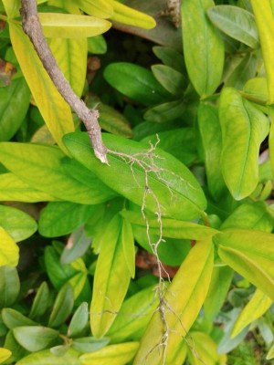 3..jpg (85.15 KiB) Osservato 608 volte 3..jpg