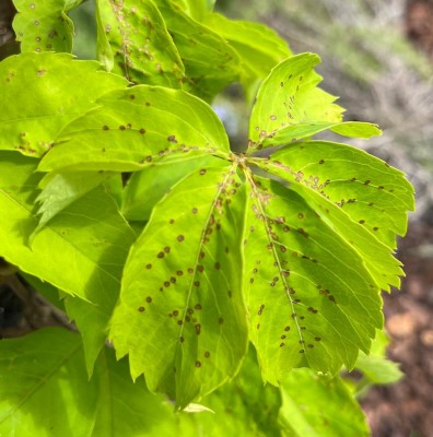 Vite americana maculature.jpeg (111.93 KiB) Osservato 1186 volte Vite americana maculature.jpeg