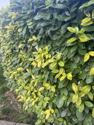 IMG_9759.JPEG (190.28 KiB) Osservato 562 volte IMG_9759.JPEG