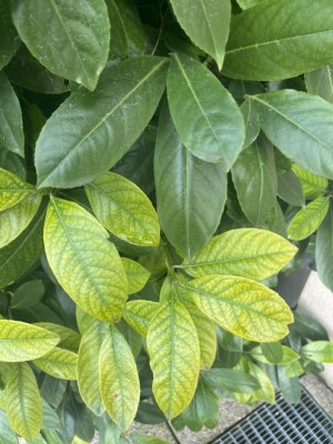 IMG_9758.JPEG (118.4 KiB) Osservato 11 volte IMG_9758.JPEG