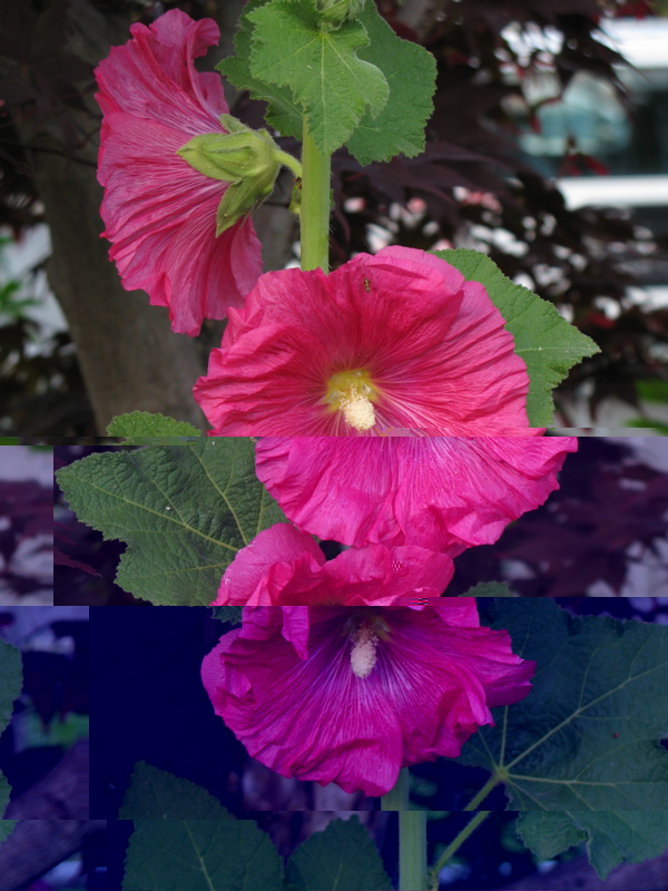 fiore / IMG_0002.jpg IMG_0002.jpg