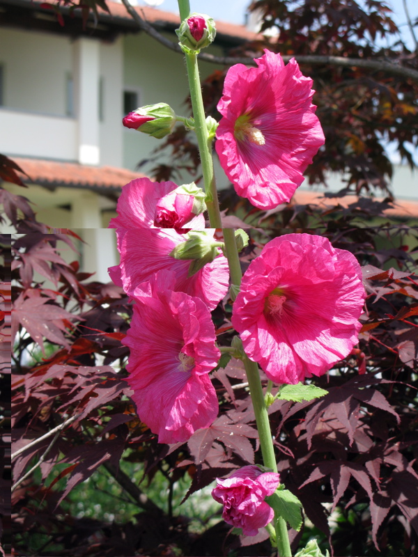 fiore 2 / IMG_0021.jpg IMG_0021.jpg