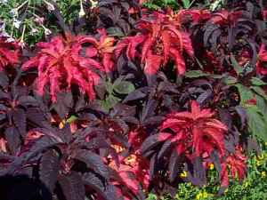 amaranthus_tricolor.jpg amaranthus_tricolor.jpg