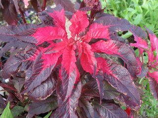 IMG_5988.JPG IMG_5988.JPG