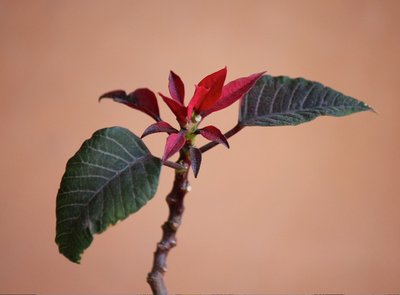 foto.jpg (86.11 KiB) Osservato 614 volte foto.jpg